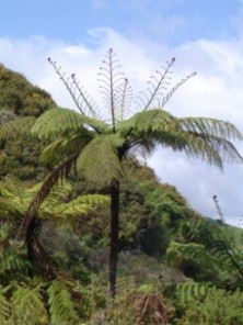 Fougre arborescente. Un des symboles de la Nouvelle-Zlande.
