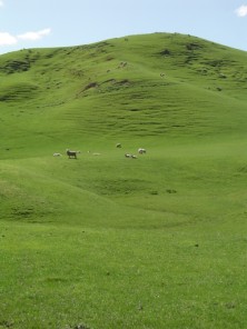 Campagne de Nouvelle-Zlande. Prairies verdoyantes.